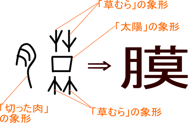 膜 という漢字の意味 成り立ち 読み方 画数 部首を学習
