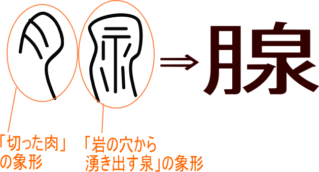 腺 という漢字の意味 成り立ち 読み方 画数 部首を学習
