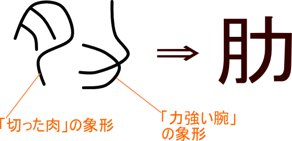 肋 という漢字の意味 成り立ち 読み方 画数 部首を学習