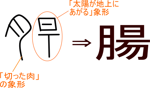 腸 という漢字の意味 成り立ち 読み方 画数 部首を学習
